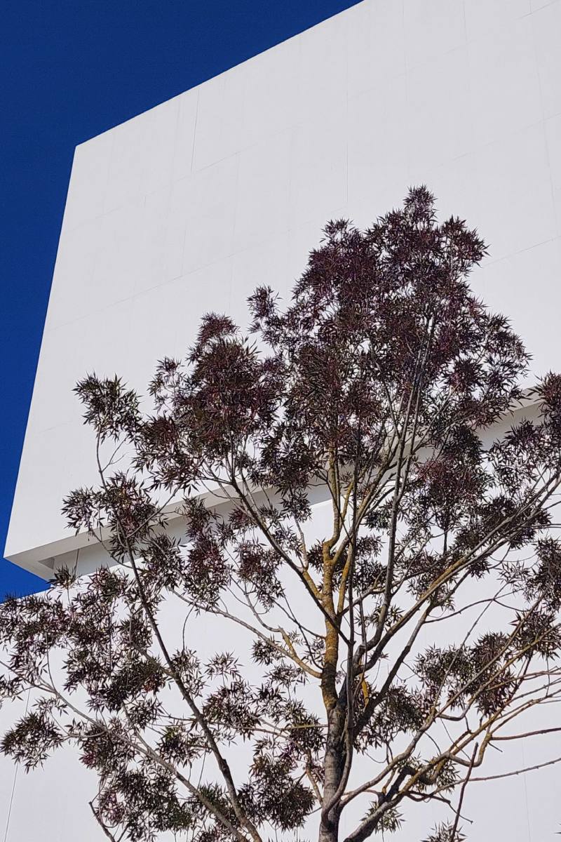 Muzeum Sztuki Nowoczesnej w Warszawie – minimalistyczna biała fasada